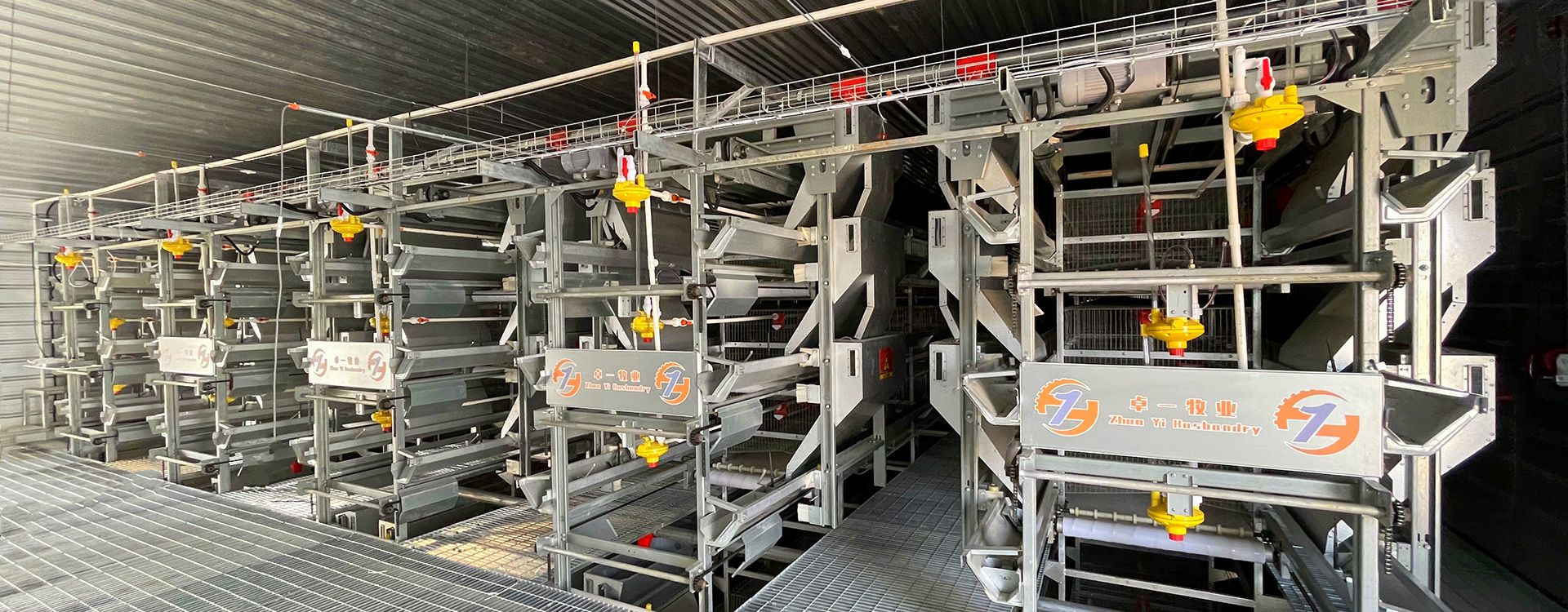 掌握蛋雞養(yǎng)殖要點，輕松進行飼養(yǎng)工作