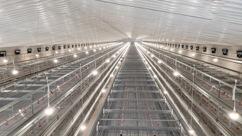 這幾種自動(dòng)化養(yǎng)雞設(shè)備你認(rèn)識(shí)嗎？
