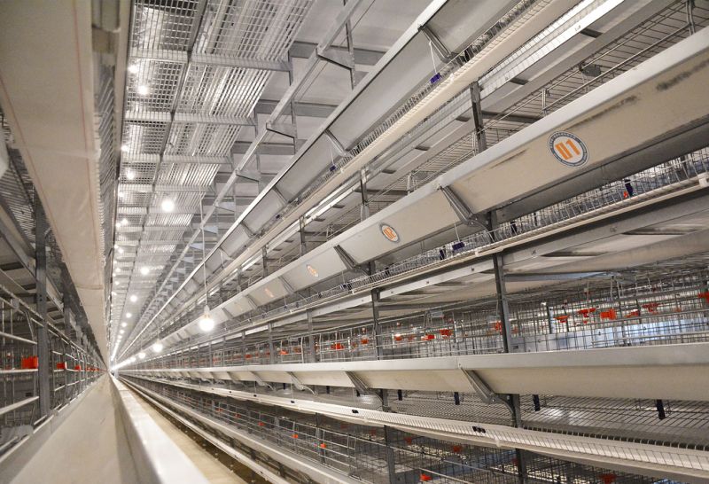 使用蛋雞設(shè)備提升產(chǎn)蛋量！