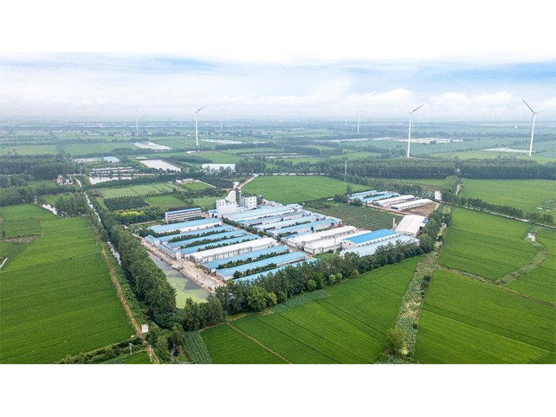 2023年中央一號(hào)文件出爐，畜禽產(chǎn)業(yè)應(yīng)抓住哪些新機(jī)遇？