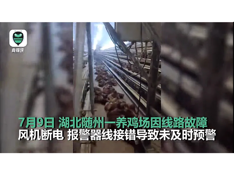 4000只雞被熱死！湖北養(yǎng)雞場(chǎng)停電故障給我們的啟示