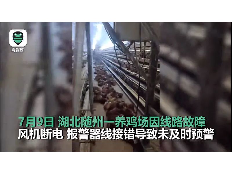 4000只雞被熱死！湖北養(yǎng)雞場停電故障給我們的啟示