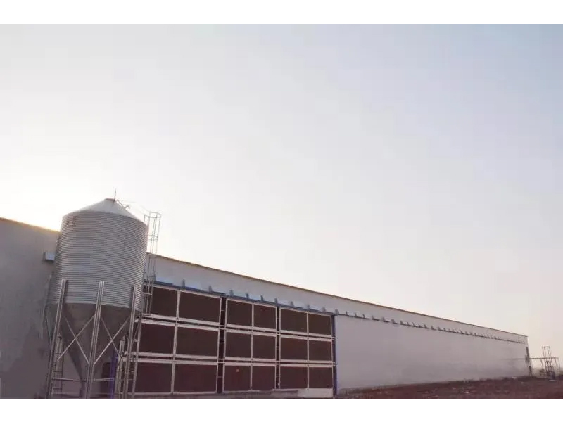 想要把雞養(yǎng)好，這些細節(jié)不可忽視