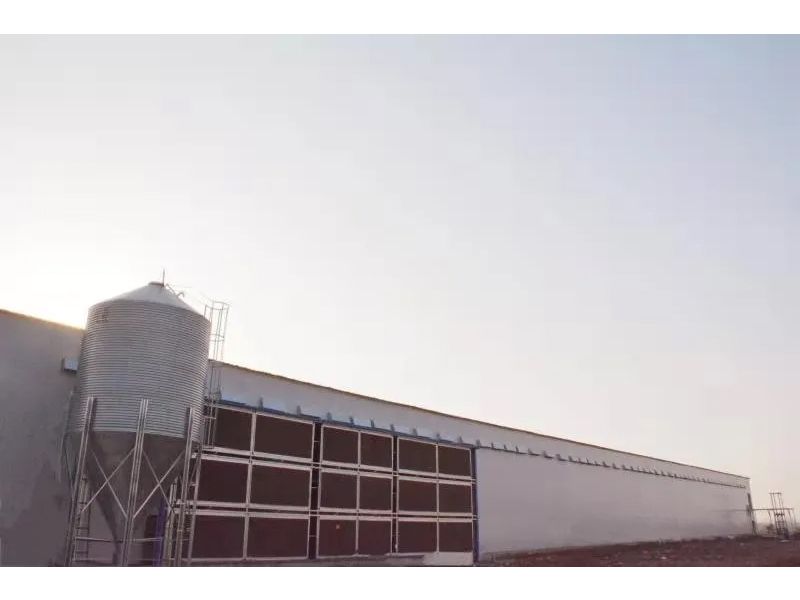 想要把雞養(yǎng)好，這些細節(jié)不可忽視