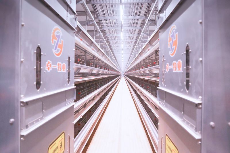 超高層養(yǎng)殖雞一般要喂什么樣的飼料呢？