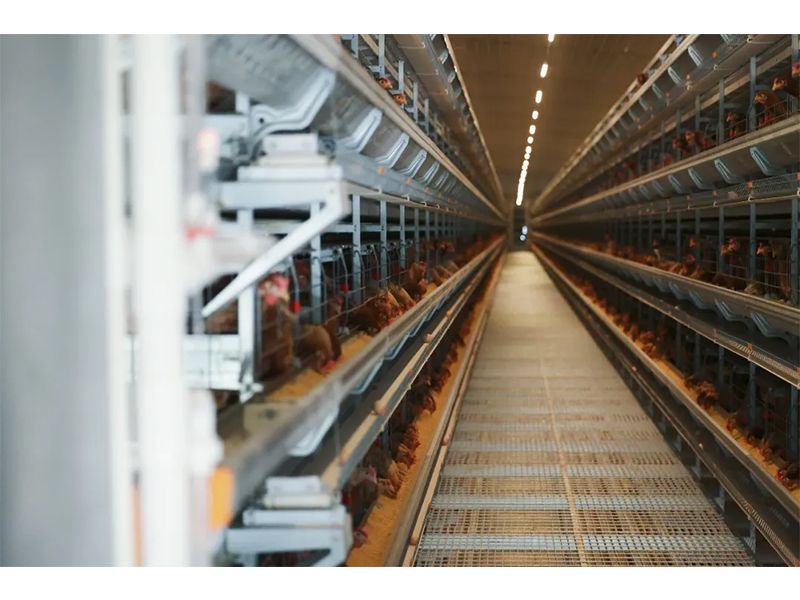 規(guī)模養(yǎng)雞場如何防范和應對雷暴大風等強對流天氣？