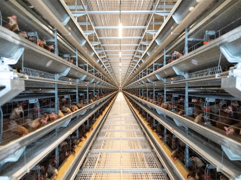 秋季養(yǎng)雞，如何做好雞舍的通風管理工作？