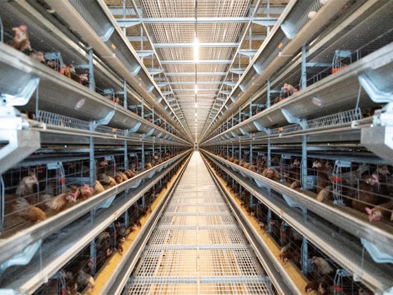 秋季養(yǎng)雞，如何做好雞舍的通風管理工作？