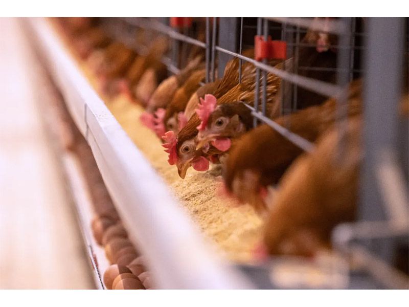 冬季來(lái)臨，養(yǎng)殖戶注意做好設(shè)備安全管理