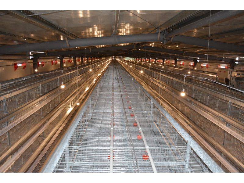 全自動(dòng)化養(yǎng)雞設(shè)備打造“智慧工廠(chǎng)”，產(chǎn)業(yè)升級(jí)帶領(lǐng)高質(zhì)量發(fā)展