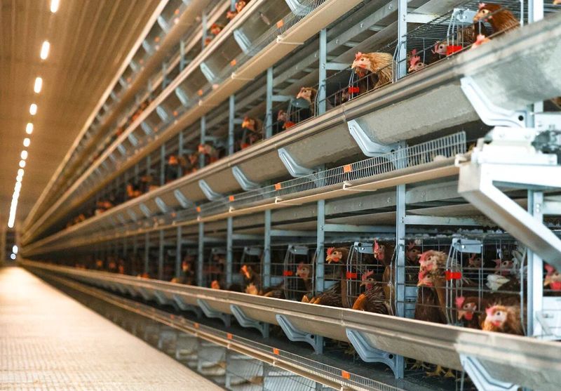 高溫來襲，趕緊去看看你家的雞咋樣了！